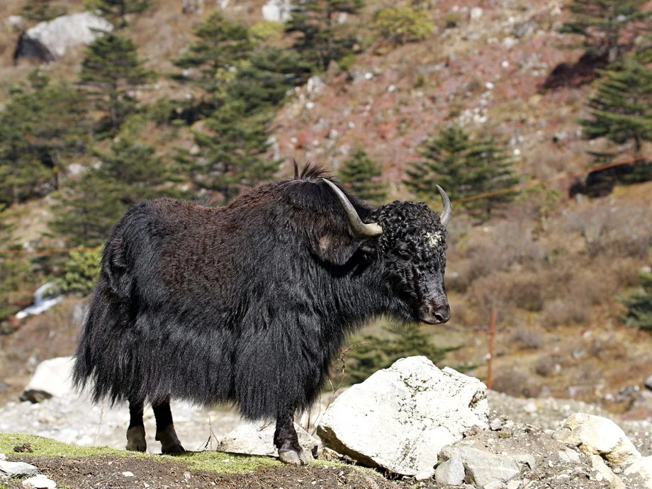 Yak (Grunnende os)