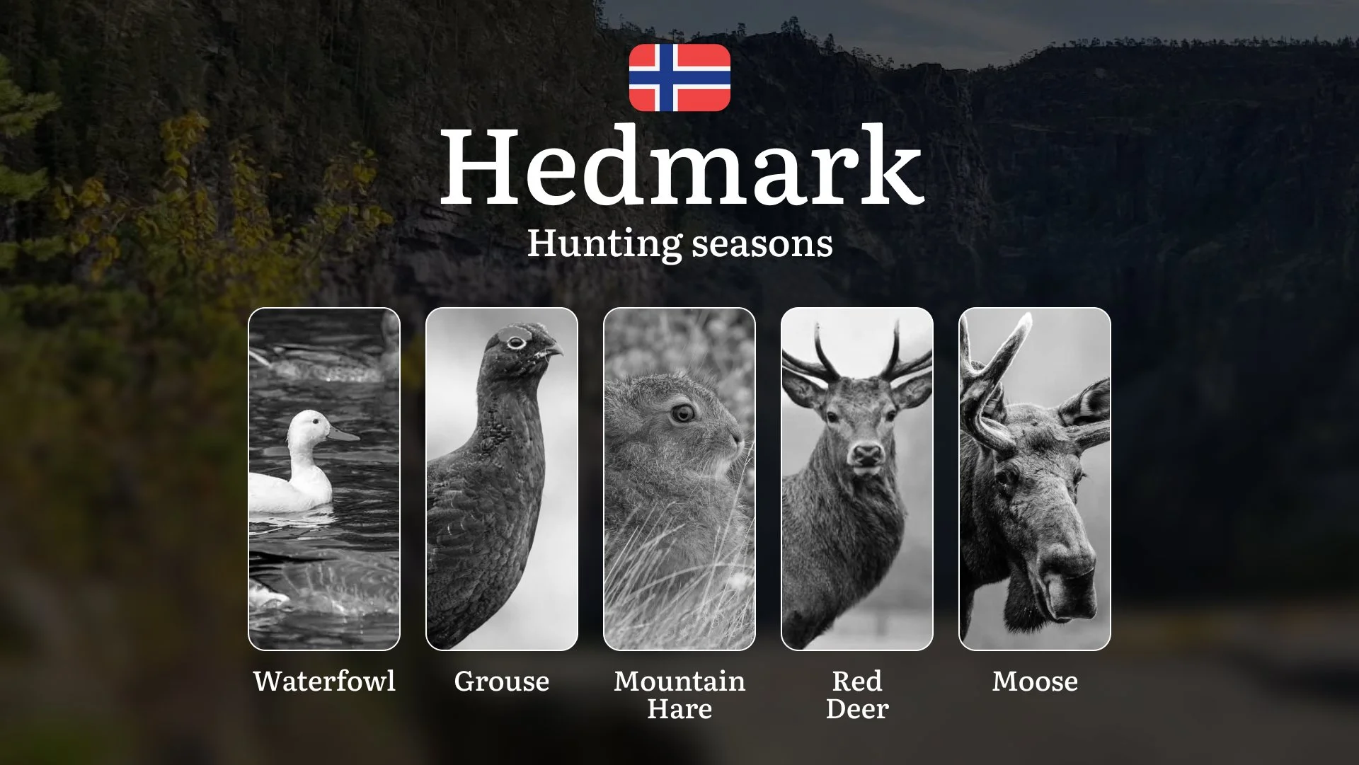 Hunting Periods and Permits in Hedmark: A Detailed Look at Game Movement Throughout the Year, Seasonal Limits, and How to Apply for a Hunting License in the Area