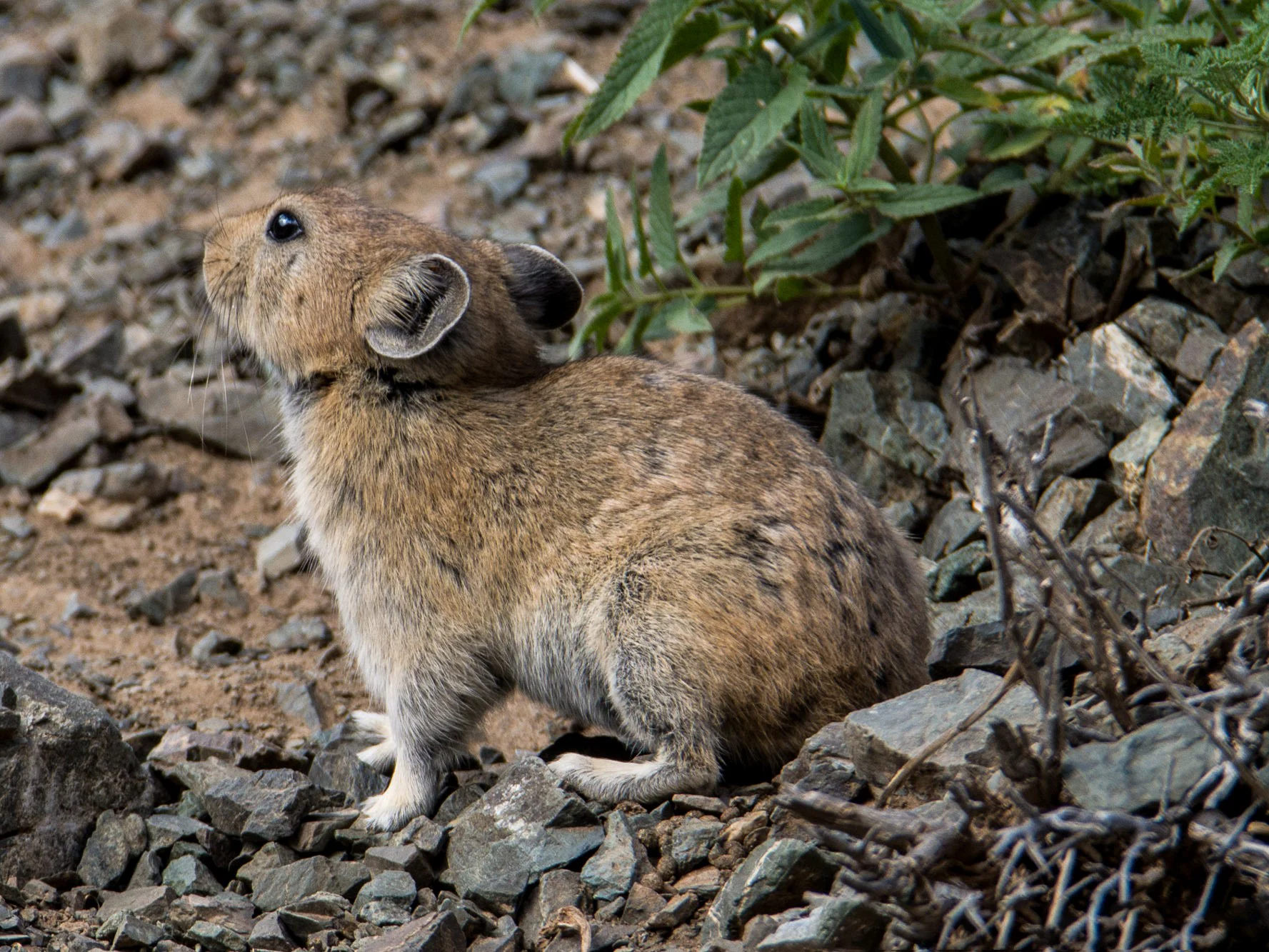 Dauriese pika