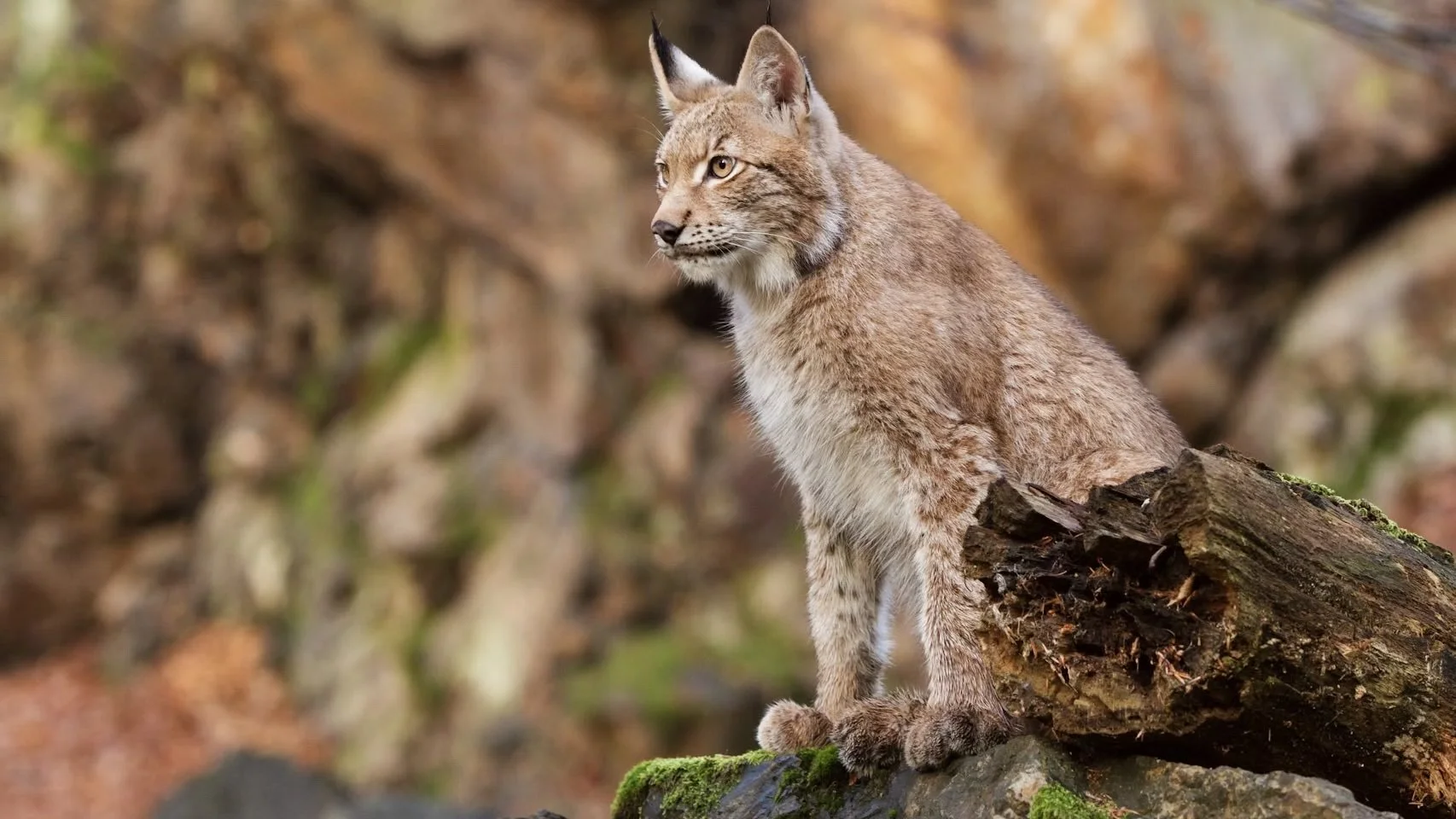 El lince ibérico no es un perro ni una vaca: por qué su conservación debe respetar su libertad salvaje