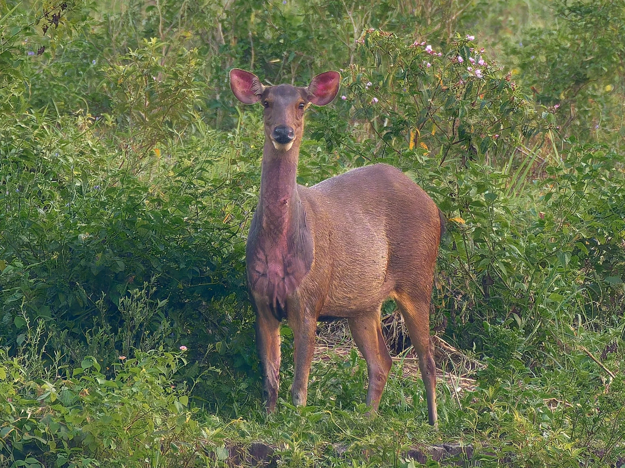 Bruinbeer (Gewone bruinbeer)