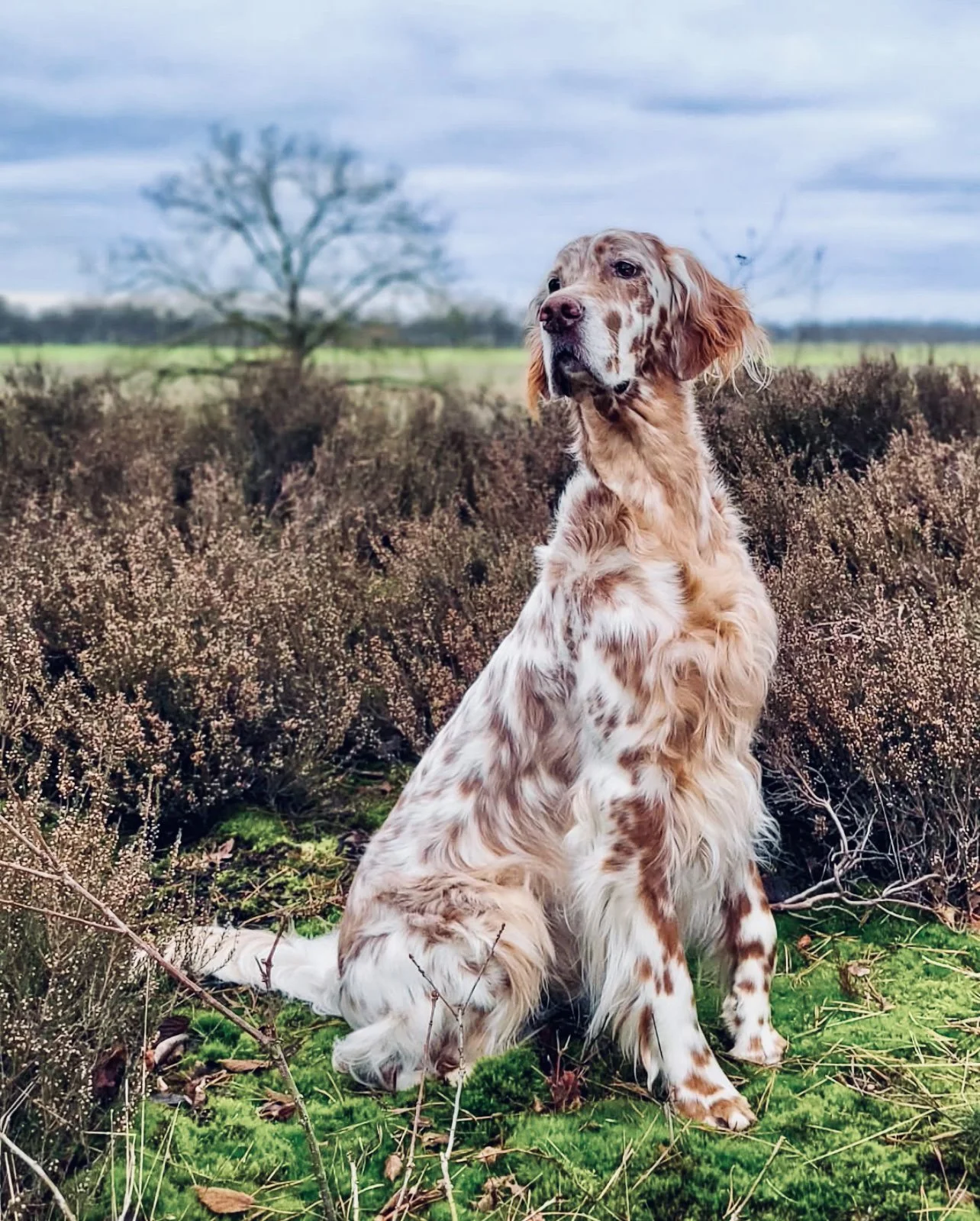 The English Setter: A Gentleman's Gun Dog – History, Hunting Prowess, and Care