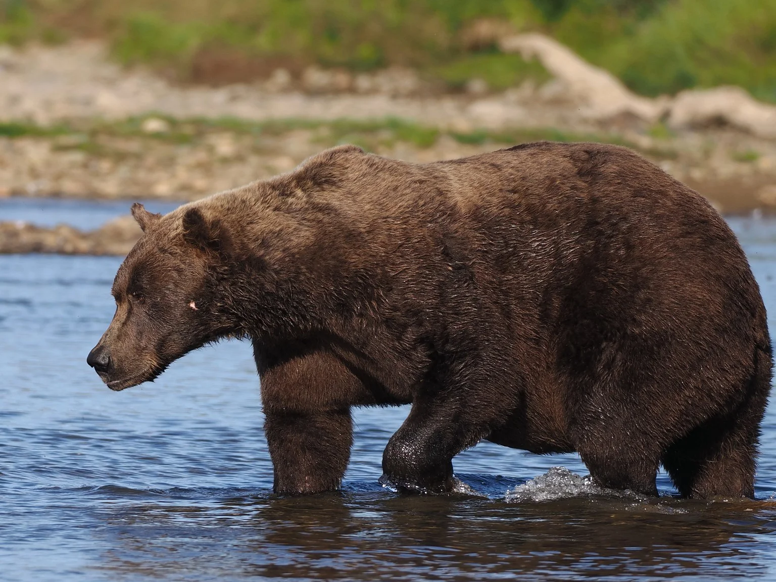 Bruinbeer (Grysbeer)