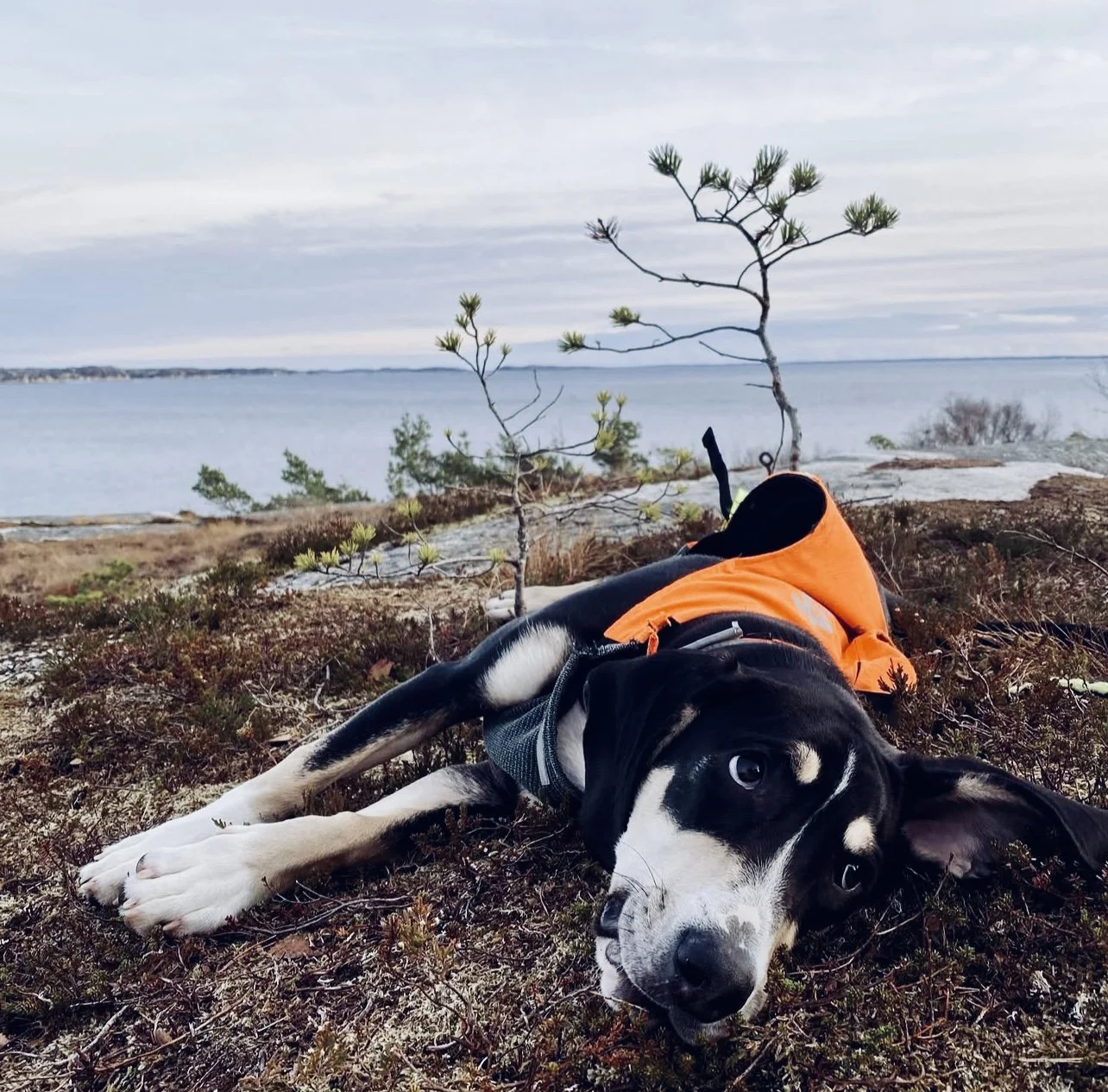 Dunker Hunting Dog: A Rugged Norwegian Tracker for Hare and More 🐾