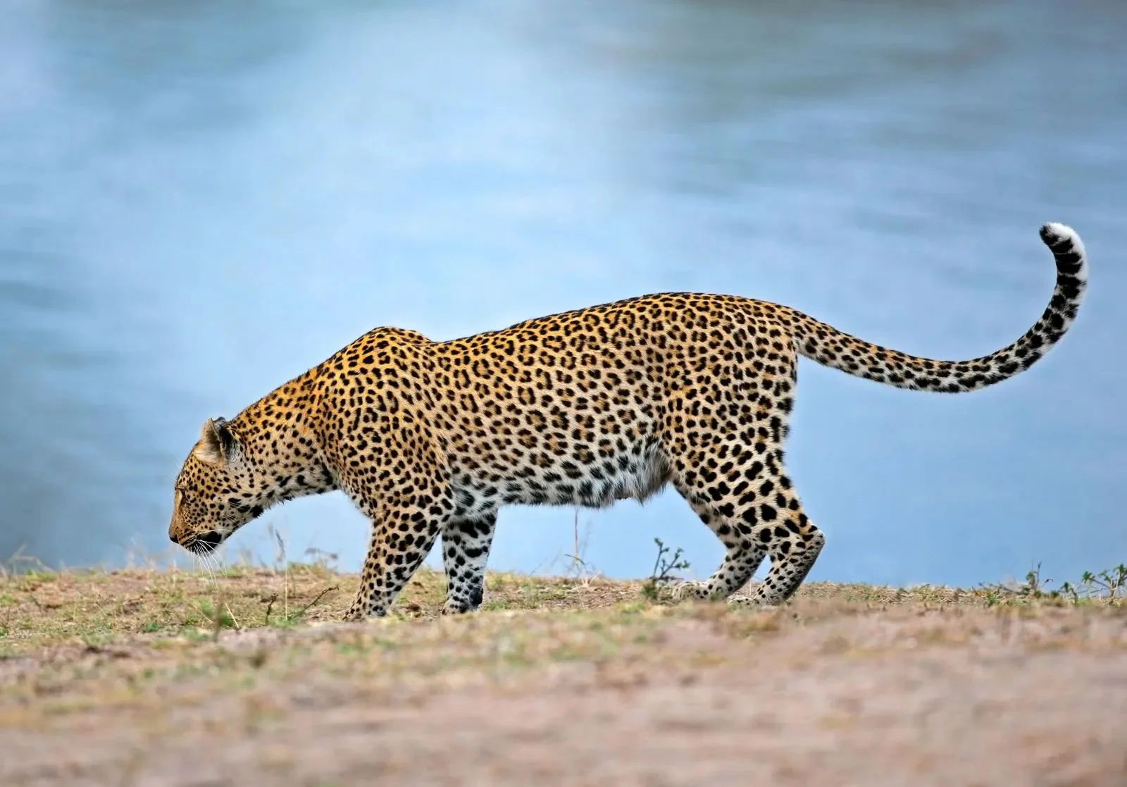 Luiperd (Panter)