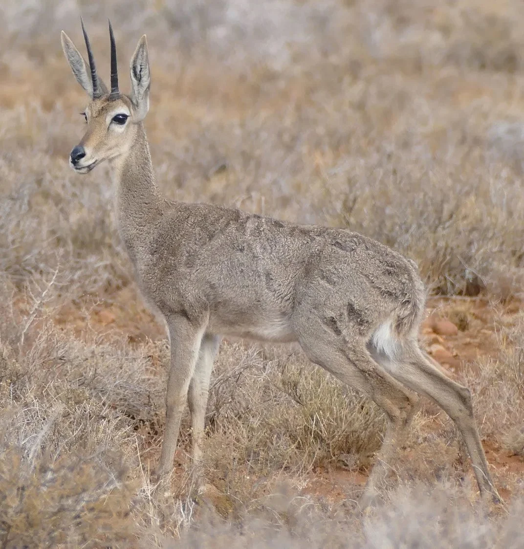 Vaalklipspringer (Klipspringer)