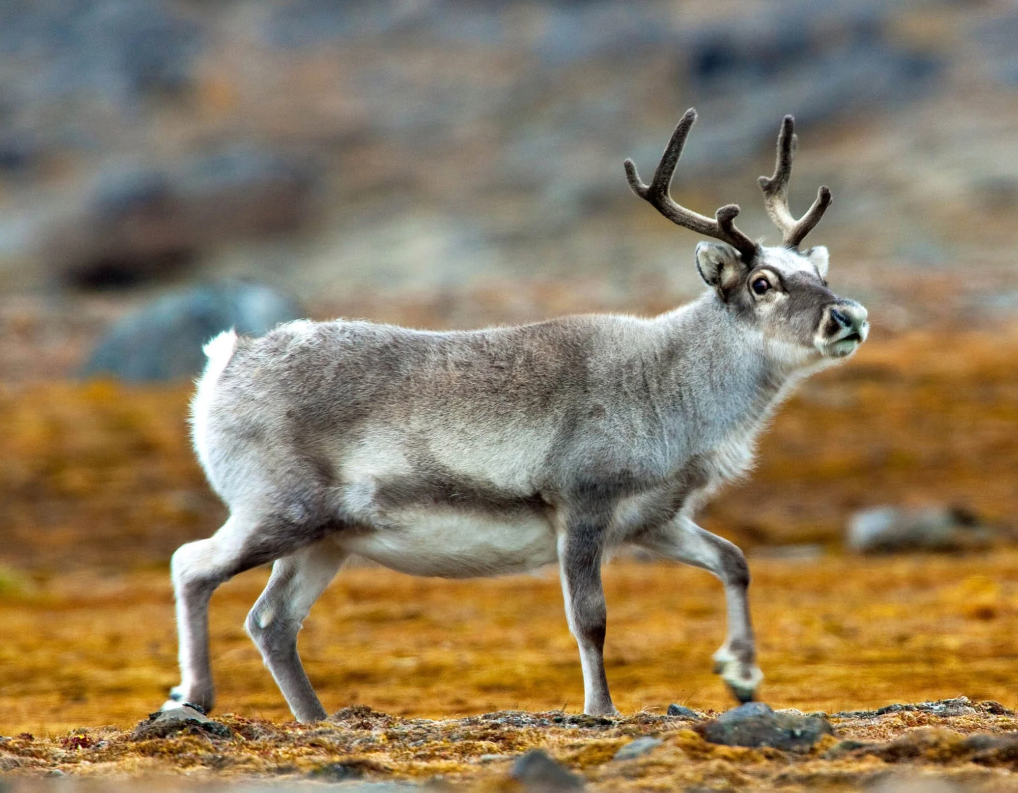 Renoster (Noordelike renoster)