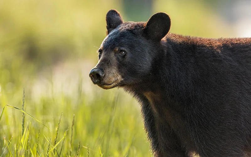 🐻 Utah Hunting Rules 2026: New Bear Unit, Cougar Study & GPS Privacy 🐻 Utah Hunting Rules 2026: New Bear Unit, Cougar Study & GPS Privacy