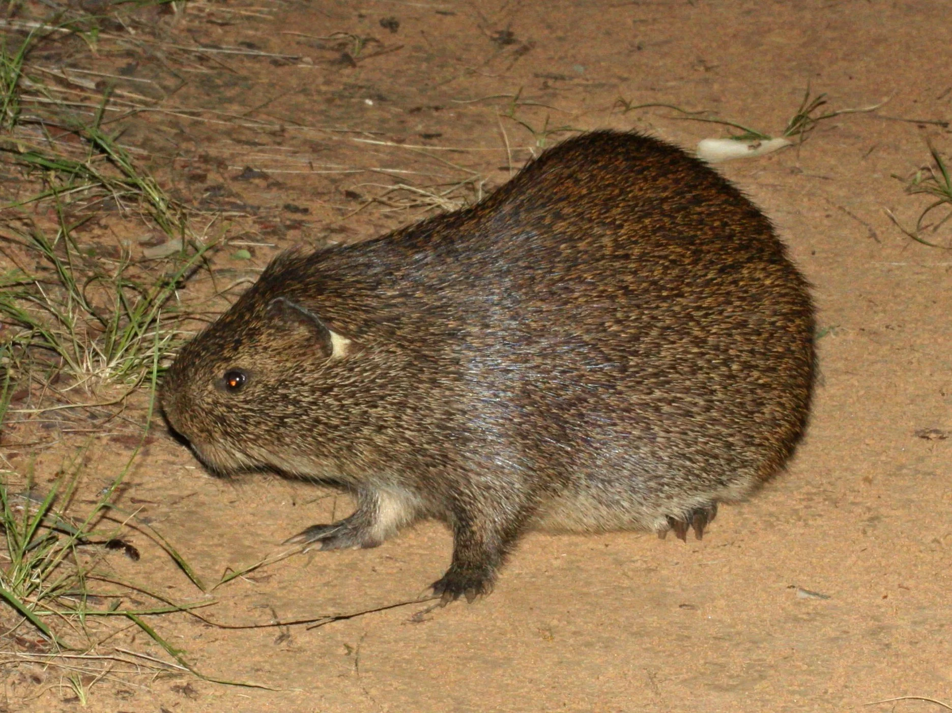 Grasrot (Swinderiaanse grasrot)