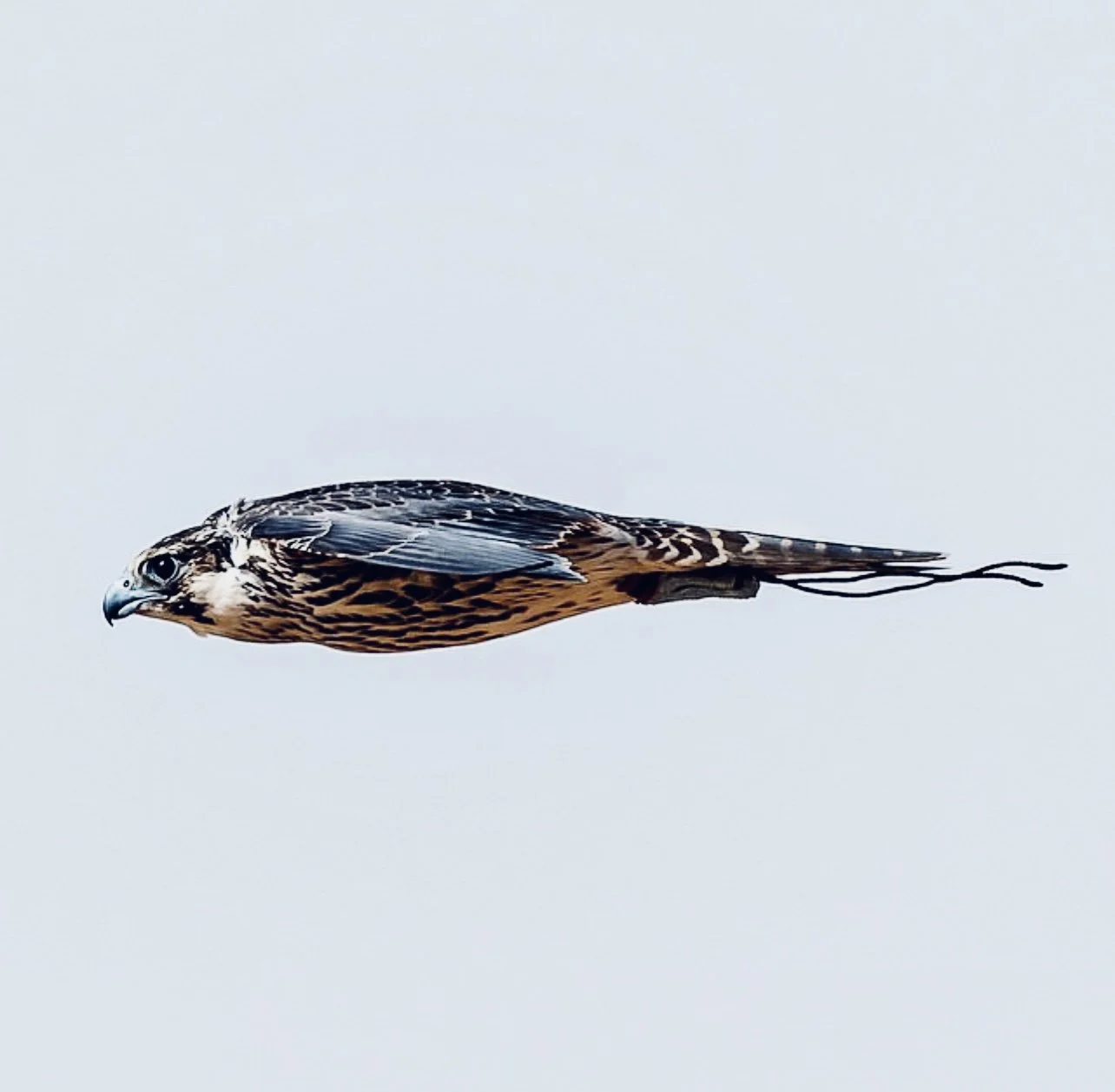 Is Falconry a Sport: Global Competitions, Training, History, and Facts for Hunters