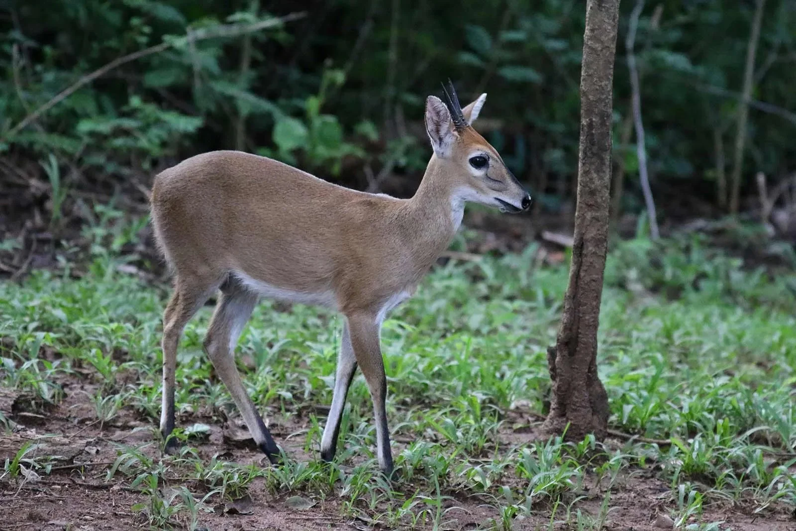 Vaalribbok (Grysribbok)