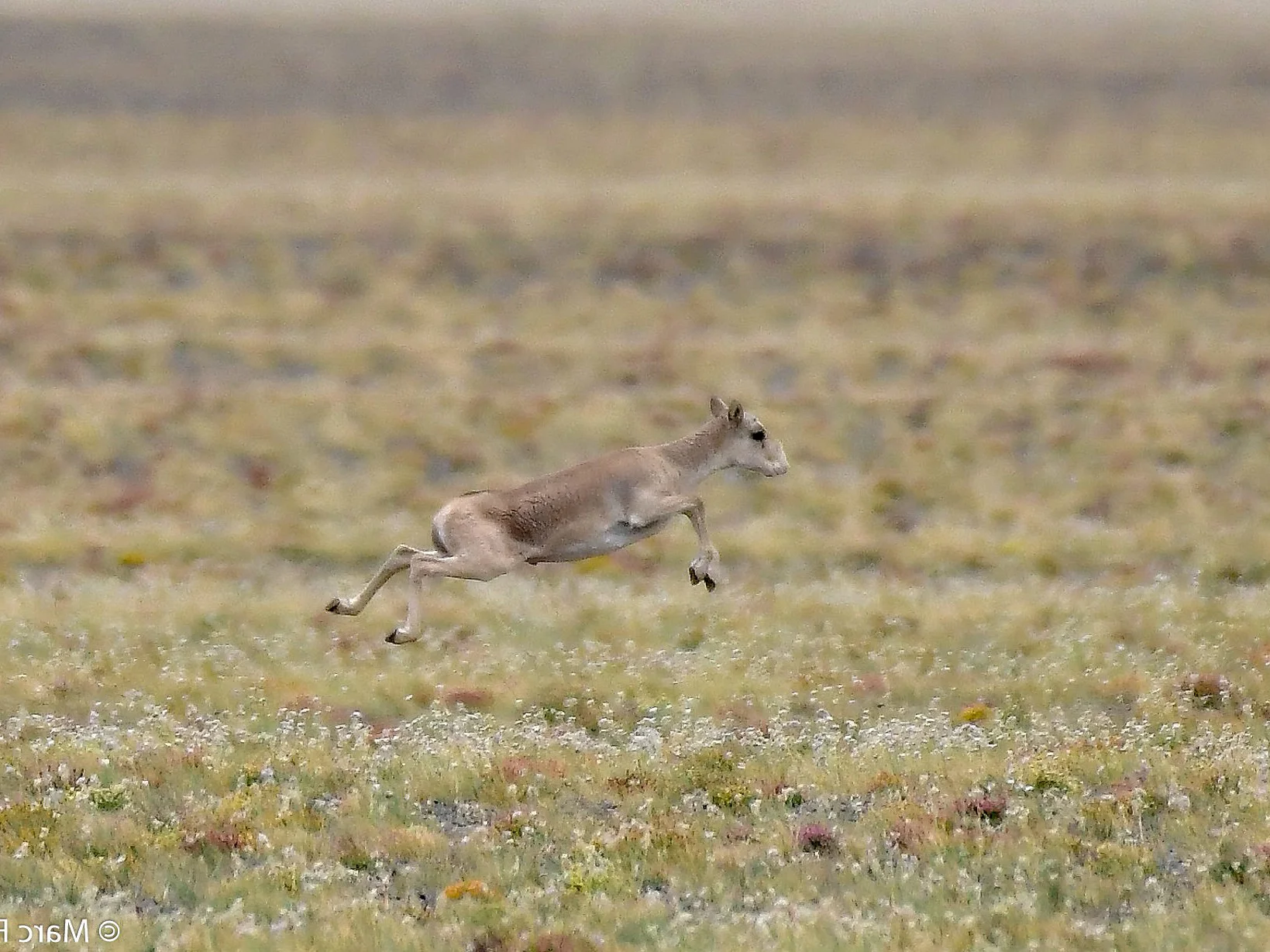 Saiga (Mongoliese saiga)