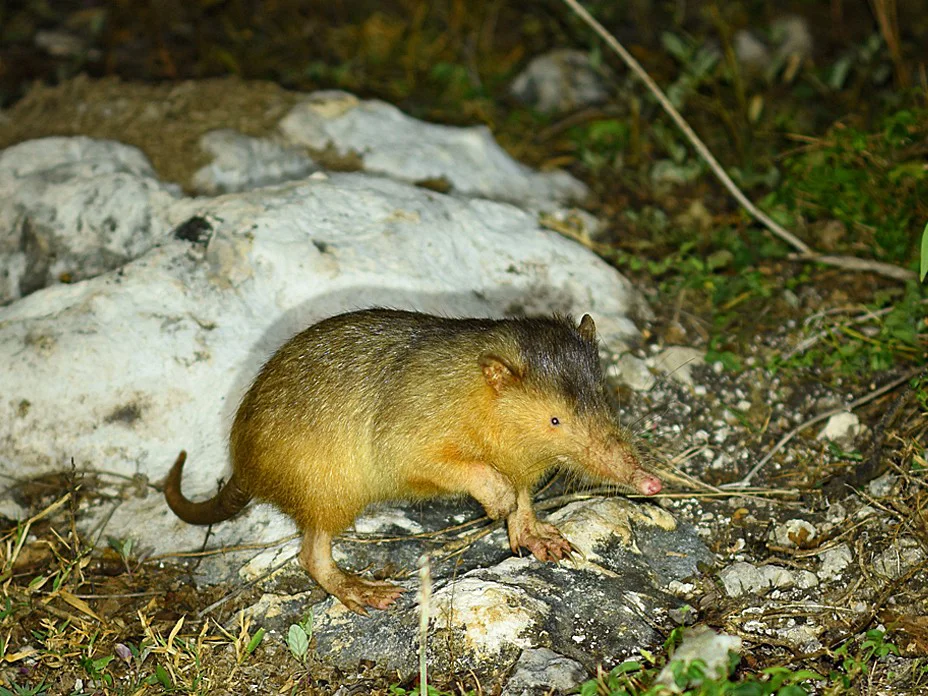 Solenodon (Paradoksiese solenodon)