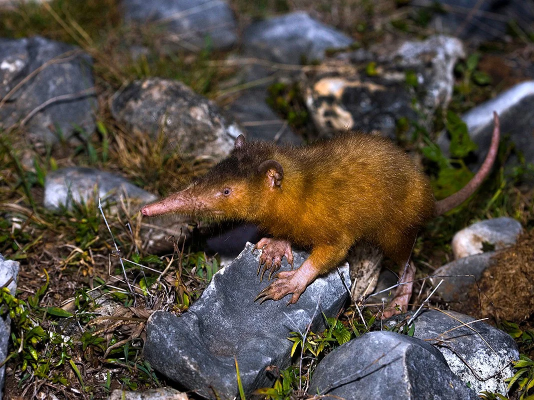 Solenodon (Paradoksiese solenodon)