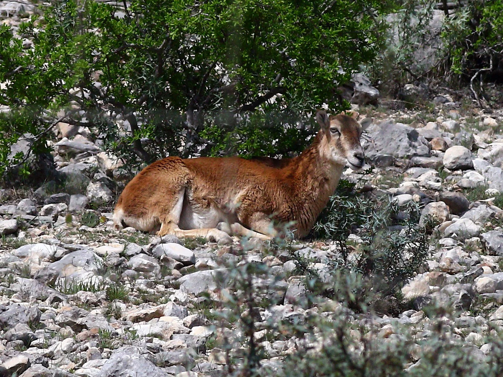 Armeense muflon (Oosterse muflon)