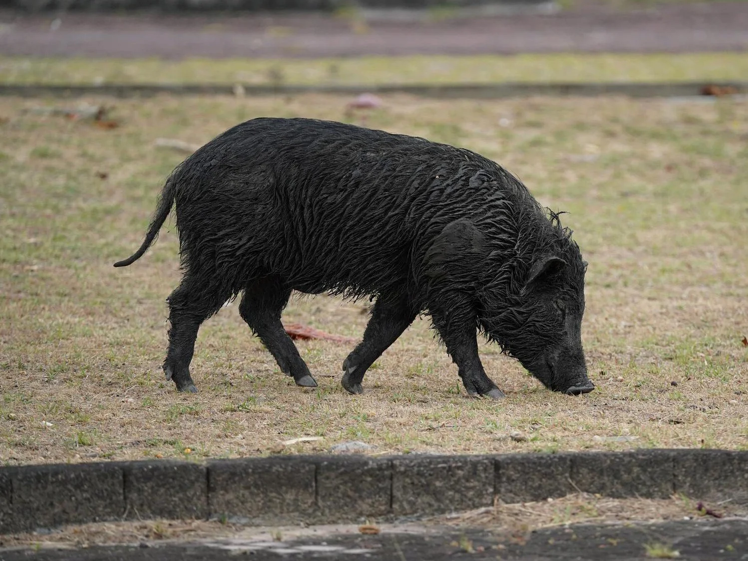 Vark (Taiwanese wilde vark)
