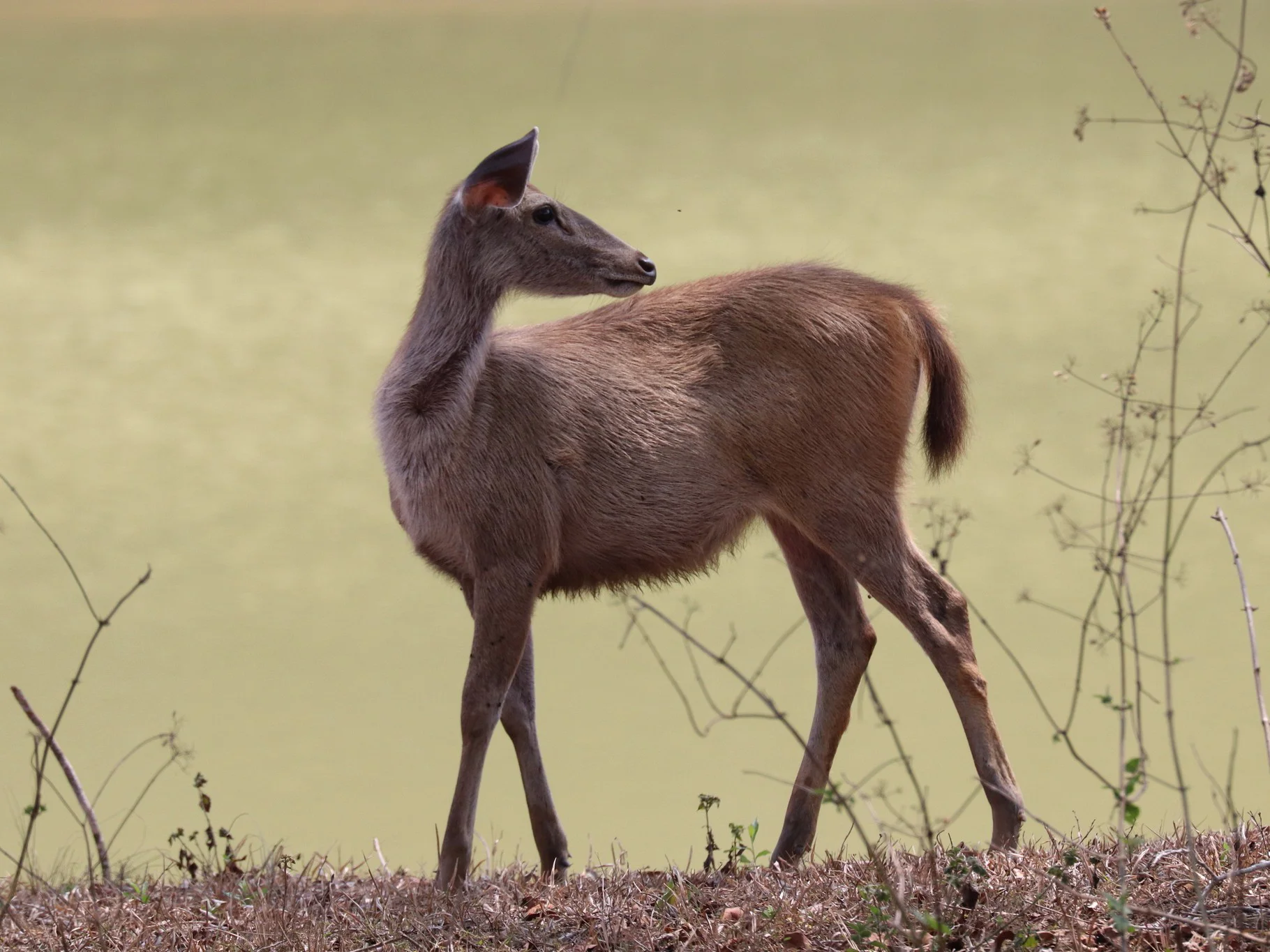 Kambodjaanse sambar (Kambodjaanse rusa)