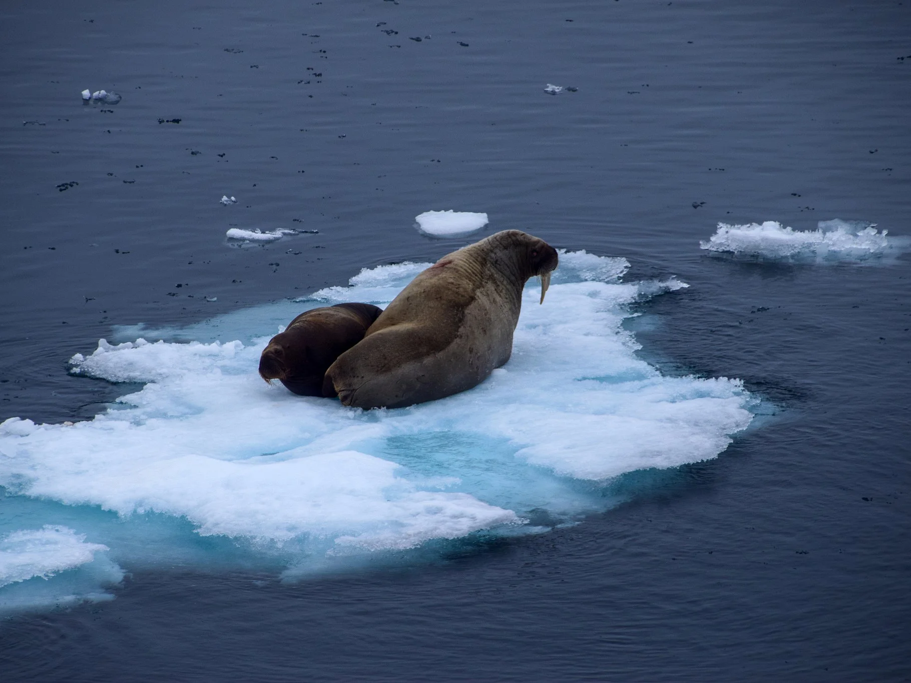 Walrus (Rosmarus)