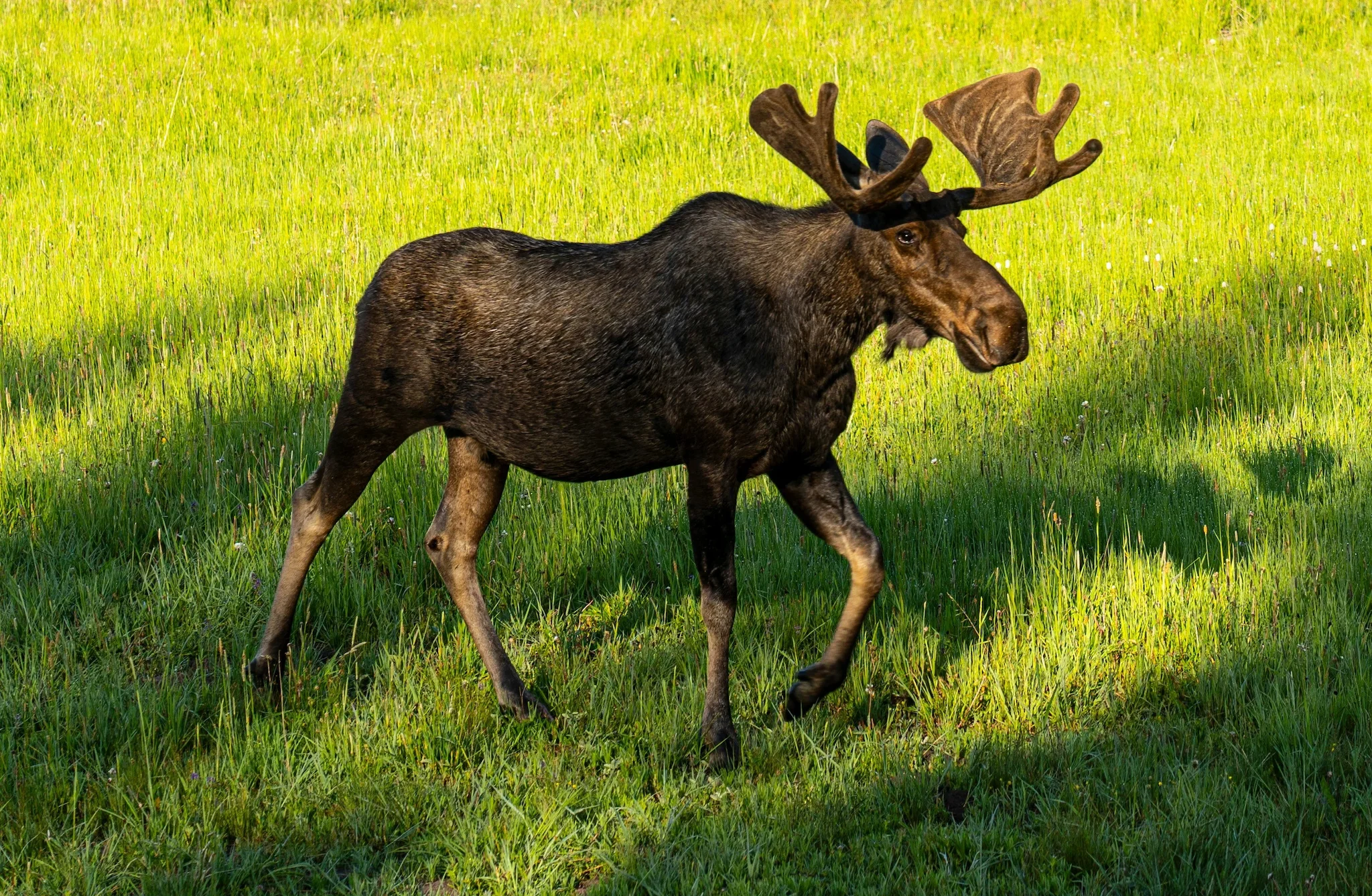 Illegal Moose Hunting in Ontario: Orillia and Ramara Men Plead Guilty, Fined Thousands 