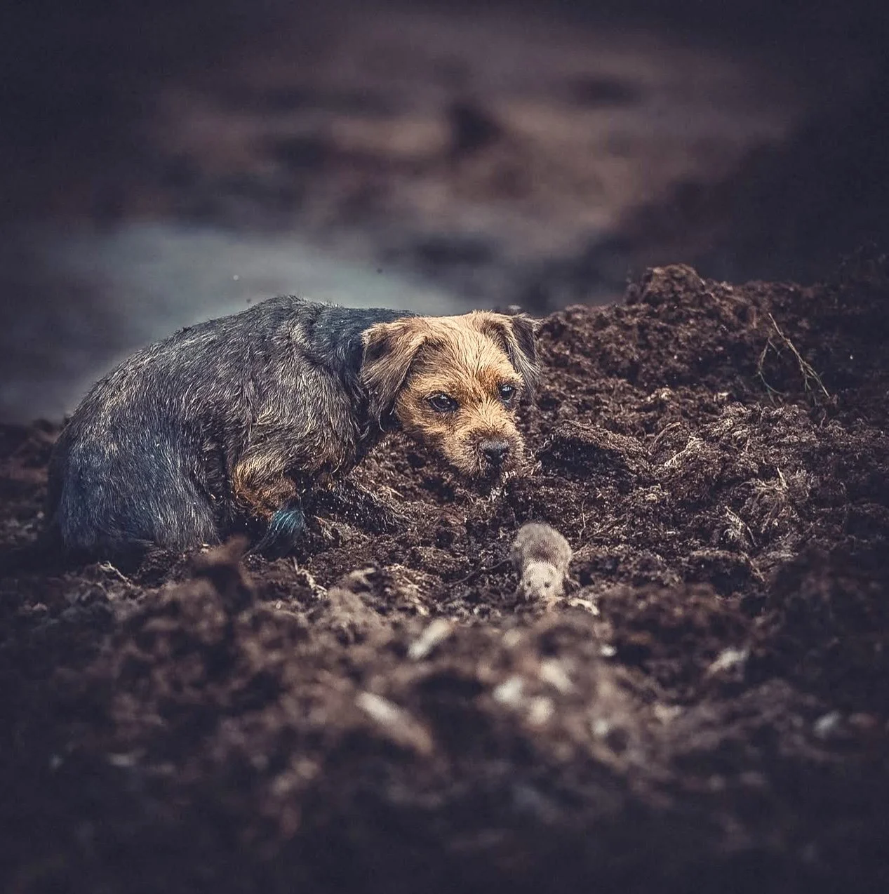 Border Terrier: The Rugged Little Hunter You Might Be Overlooking