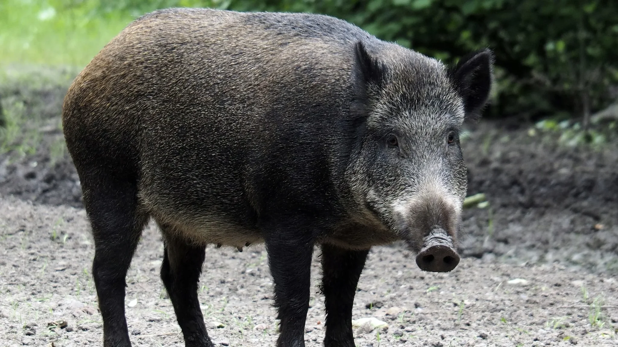 Asturias amplía la temporada de caza del jabalí hasta el 31 de marzo para reforzar la lucha contra la peste porcina africana