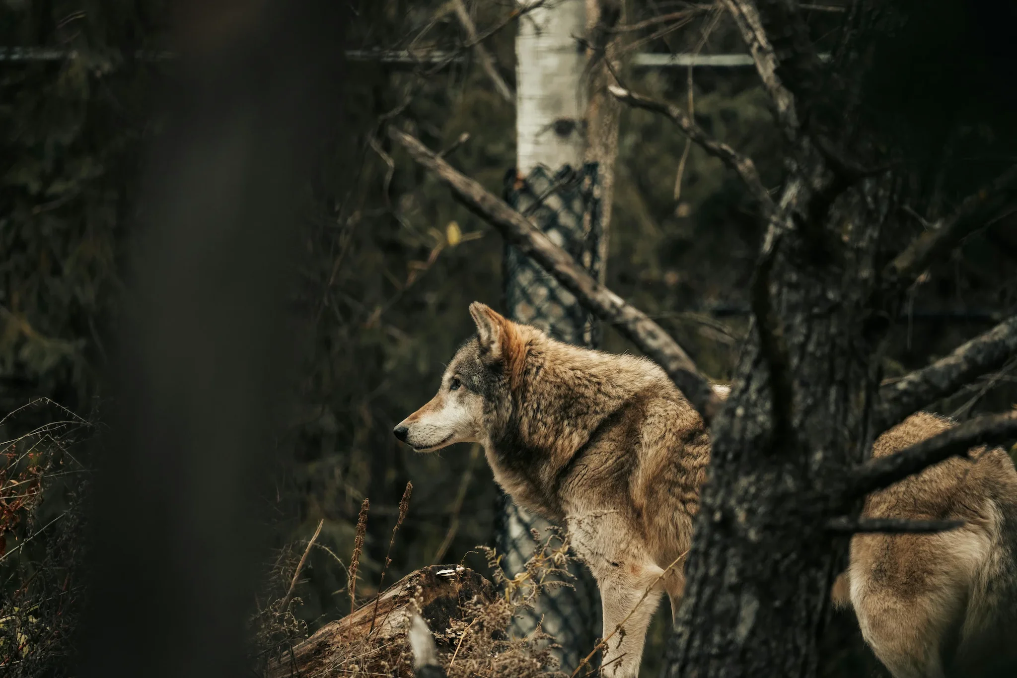 Toter Wolf Brandenburg: Rätselhafter Fund im Gartentor
