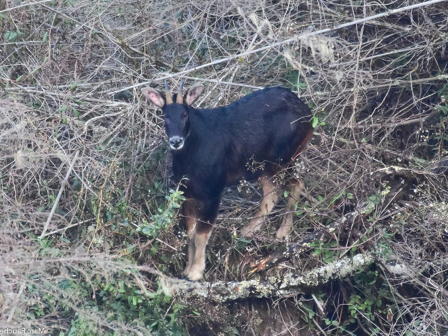 Himalajase takin (Takin)