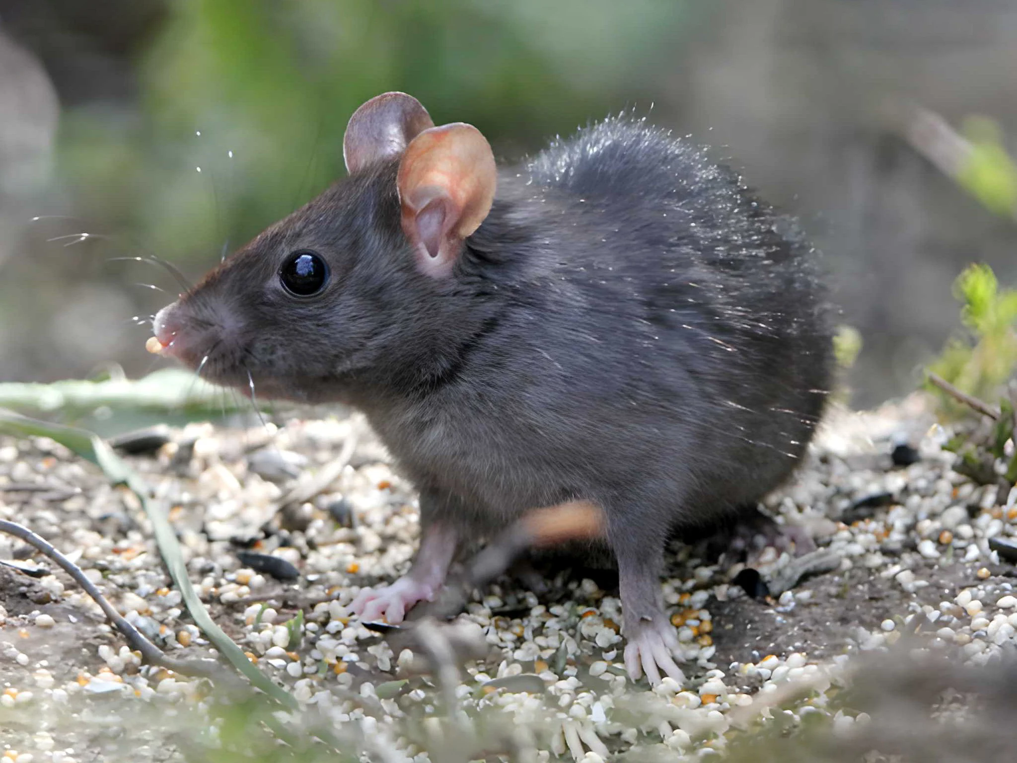 Swartrot (Huisrot)