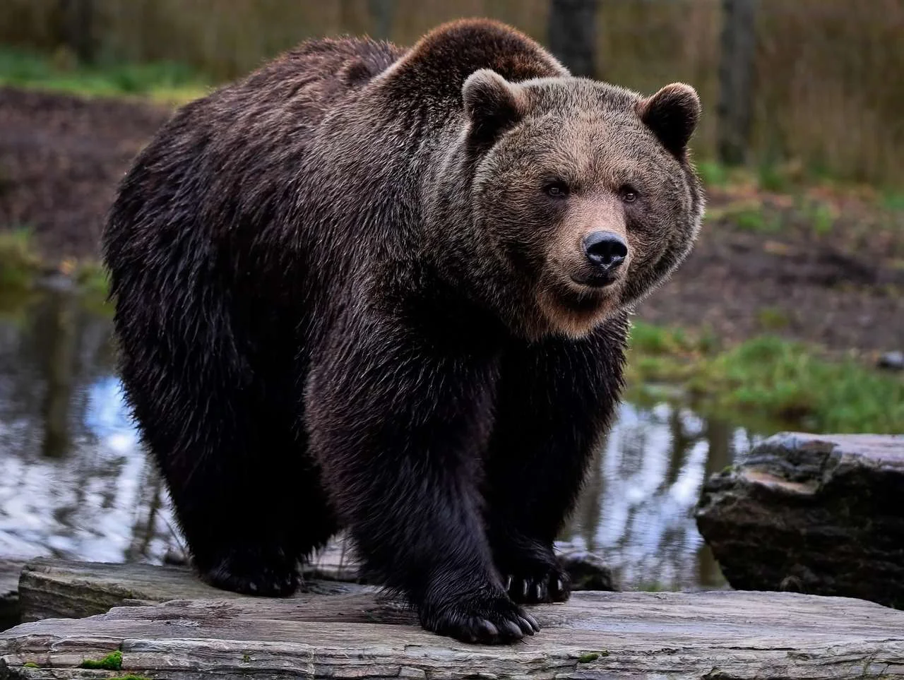 Veneto, orso abbatte due capre e scavalca muri di 2 metri Veneto, orso abbatte due capre e scavalca muri di 2 metri