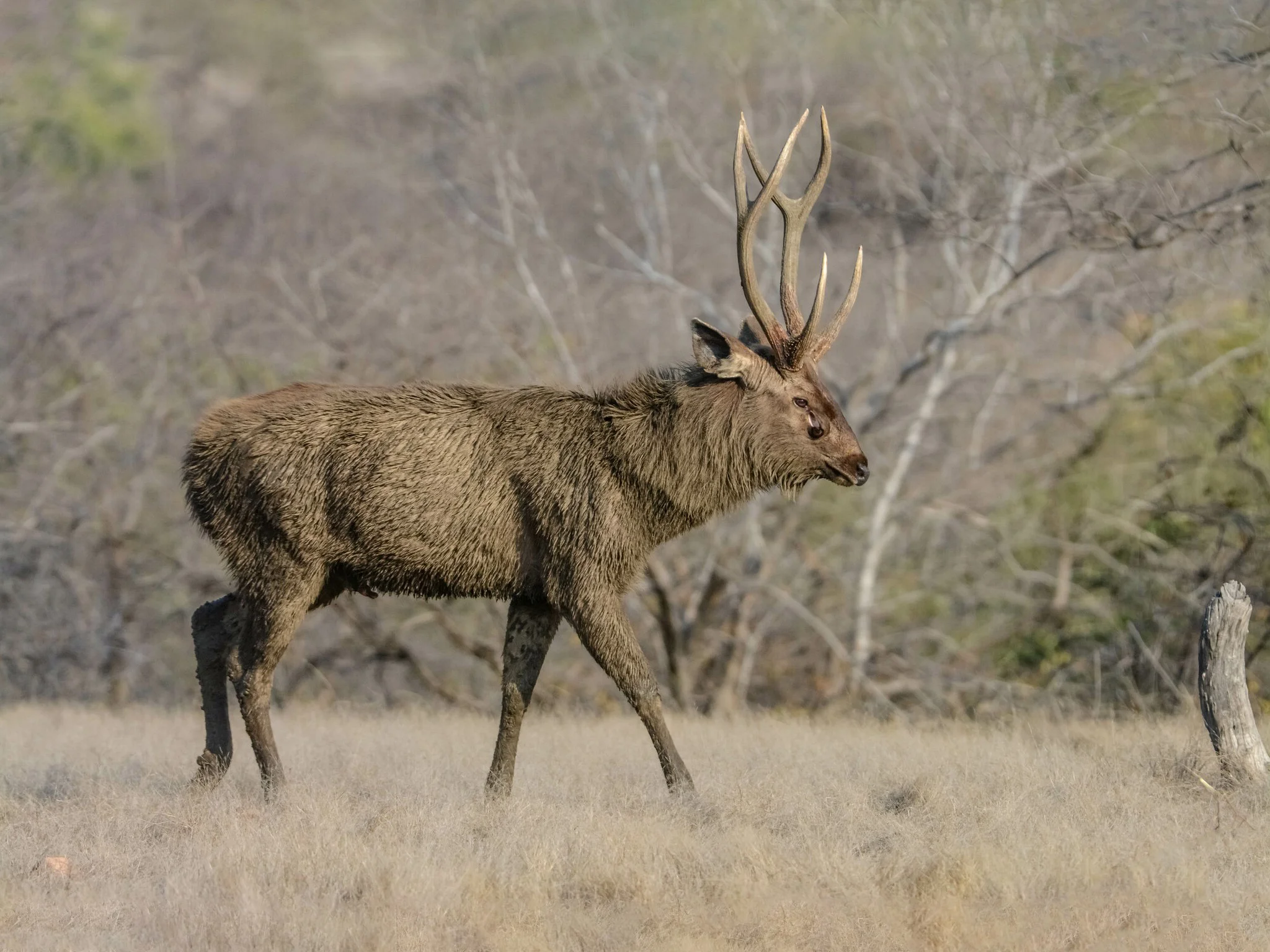Sambhur (Samber)