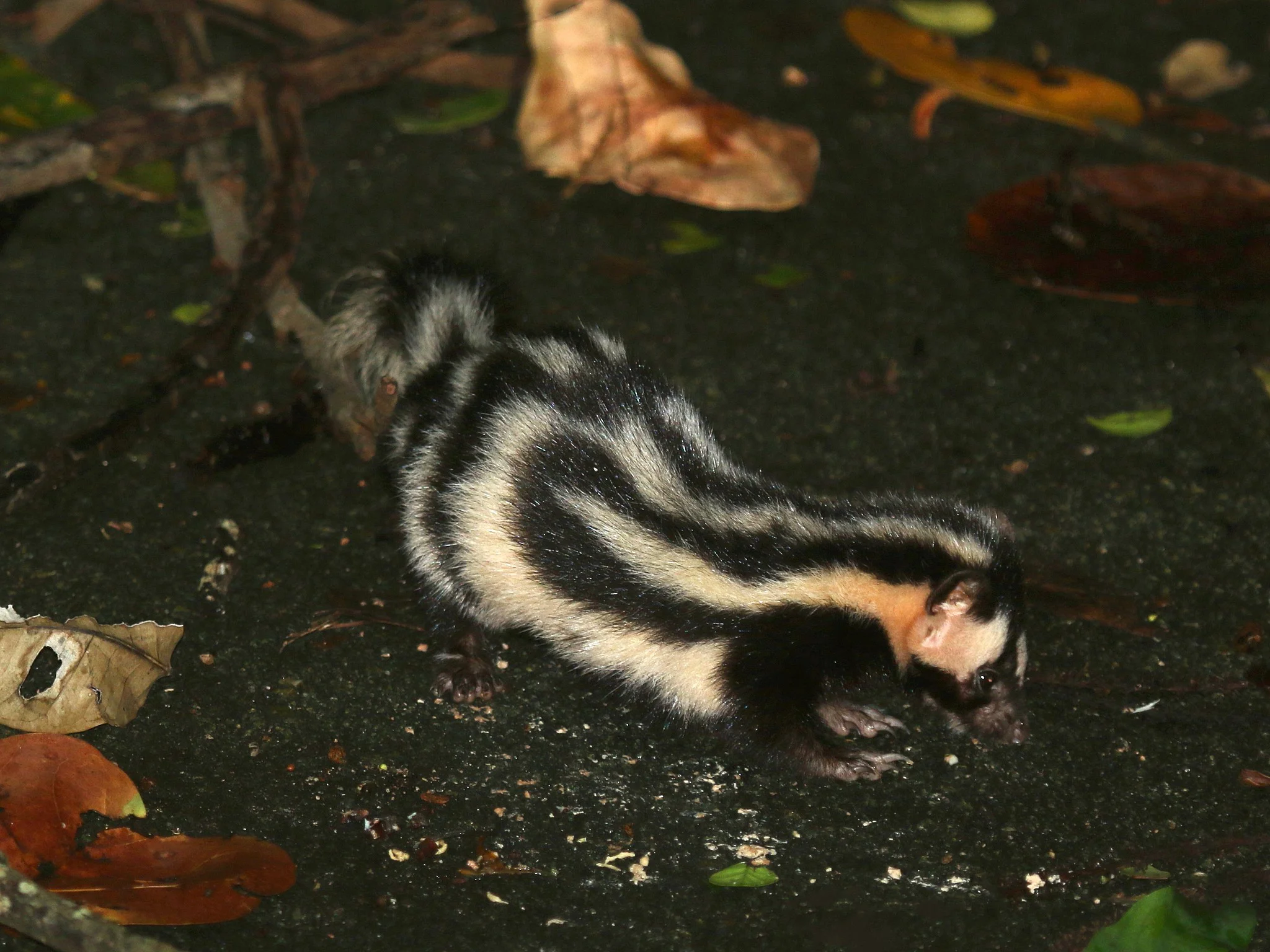 Stinkdas (Wildekat)