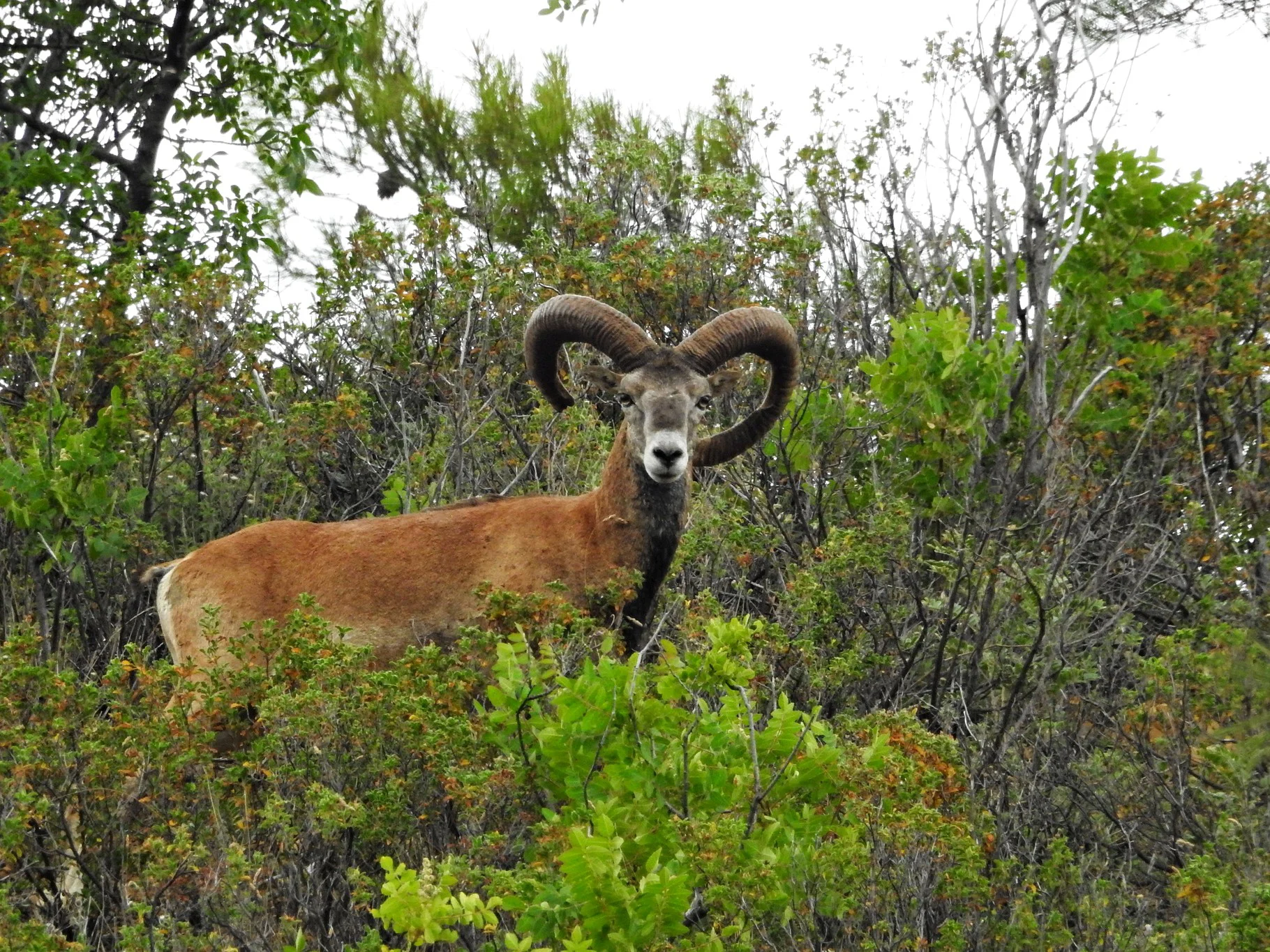 Mouflon (Oos-Middellandse Mouflon)