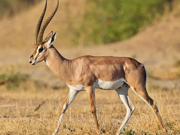 Grantgazelle (Bright se grantgazelle)