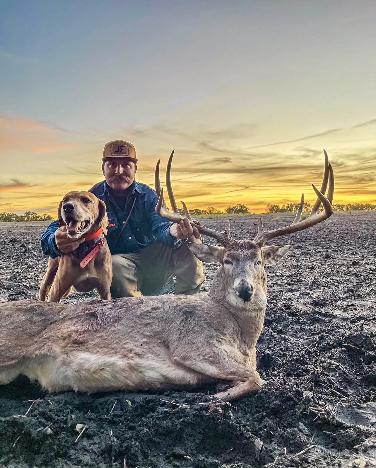 The Plott Hound: A Hunter's Guide to This Versatile Breed