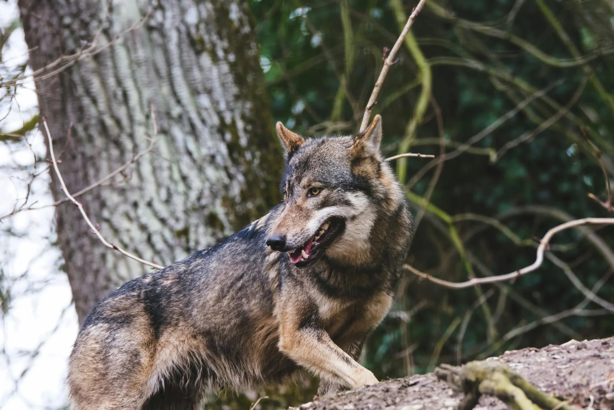 Wolf jagdbar: Bundestag macht Abschuss einfacher – Neue Regeln 2026