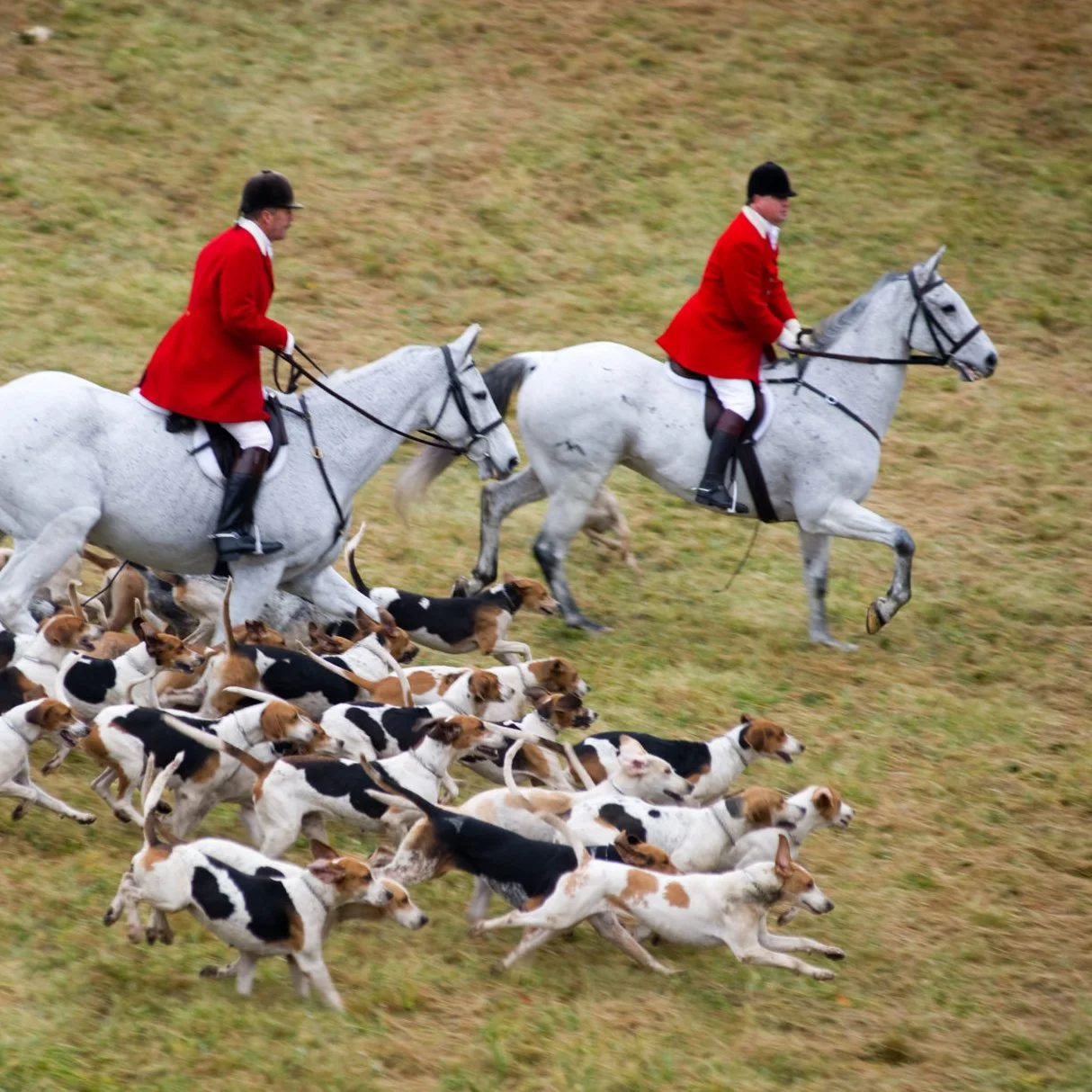 Fox Hunting Ban in Ireland: Why Rural Communities Say the 2025 Bill Threatens More Than Tradition