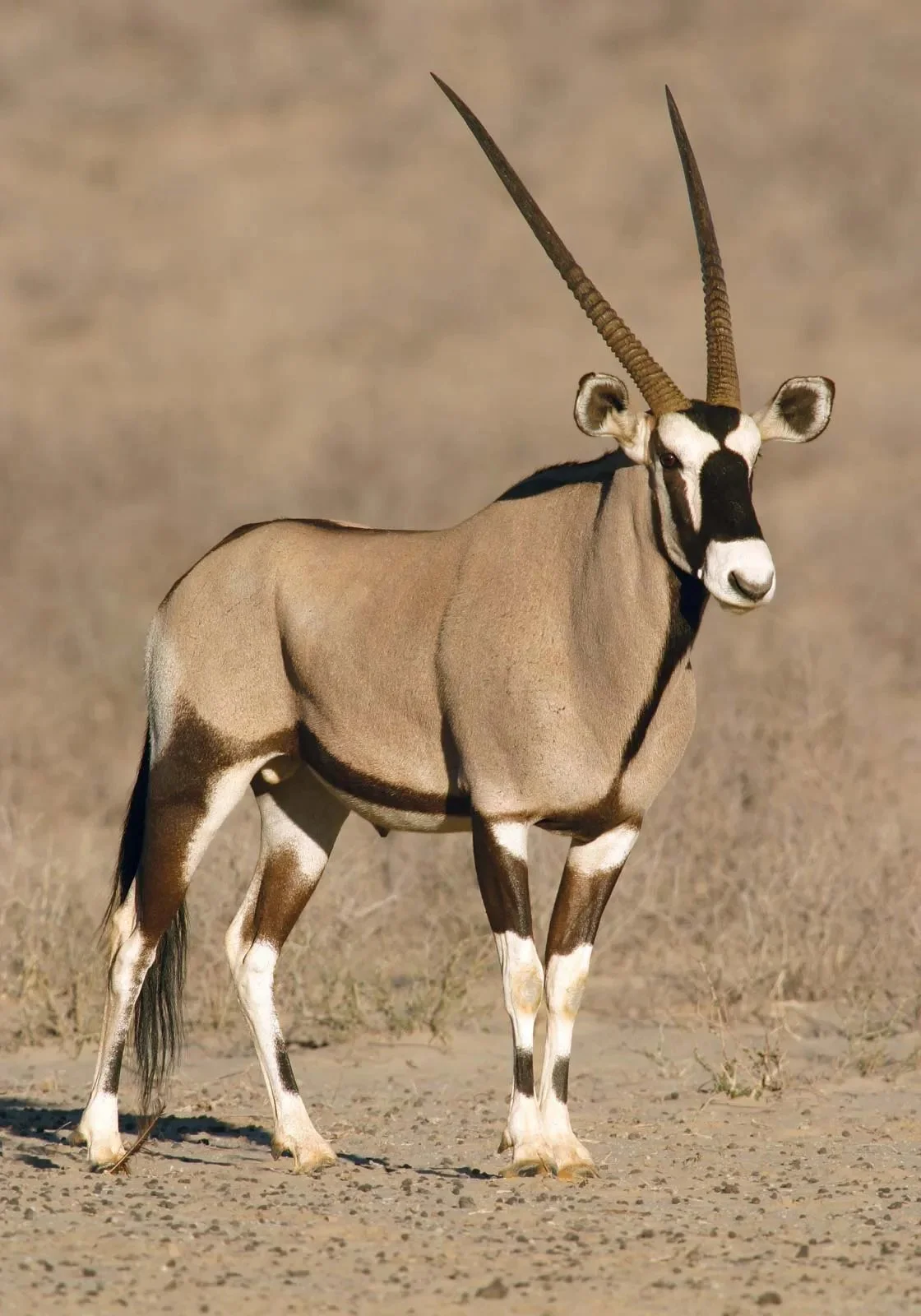 Gemsbok (Oryx)