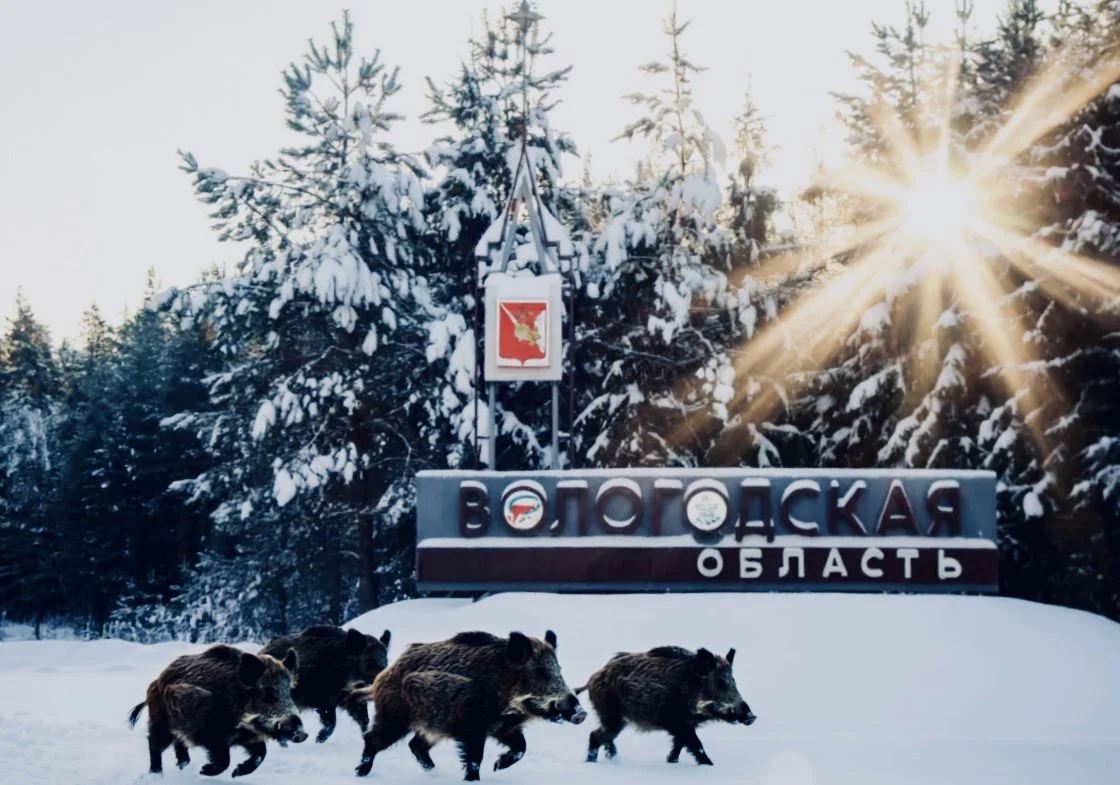 Кампания по регулированию численности дикого кабана проводится в Волгоградской области с 30 января по 28 февраля 2026 года.