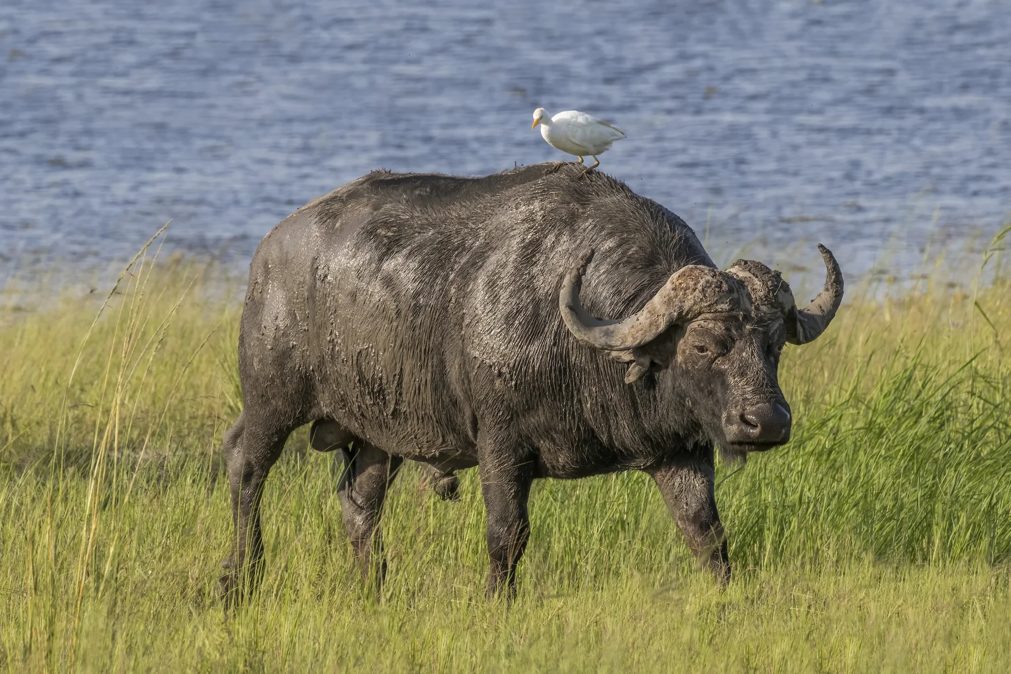 Kaapse buffel (Afrikaanse buffel)