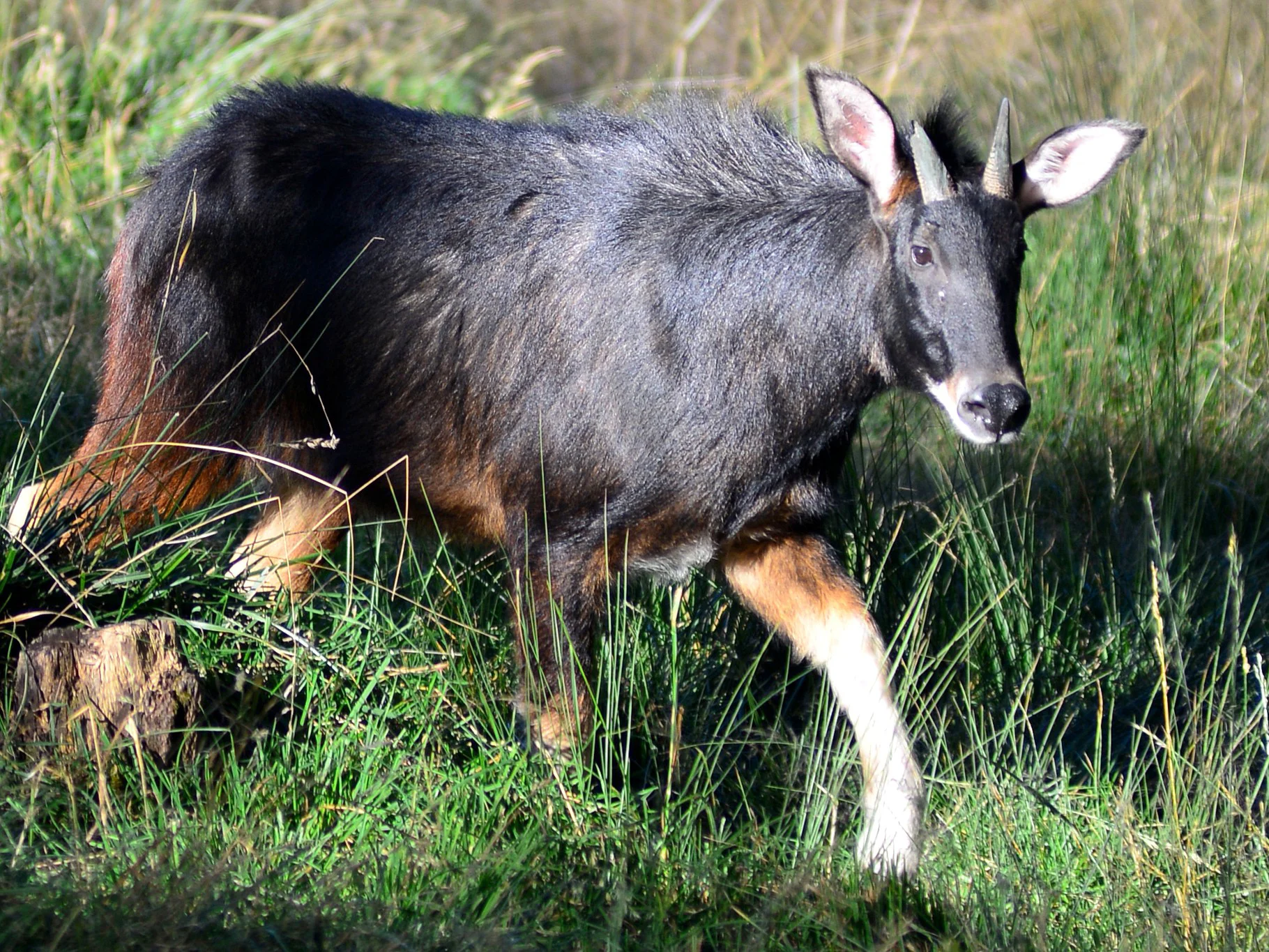 Himalajase takin (Takin)