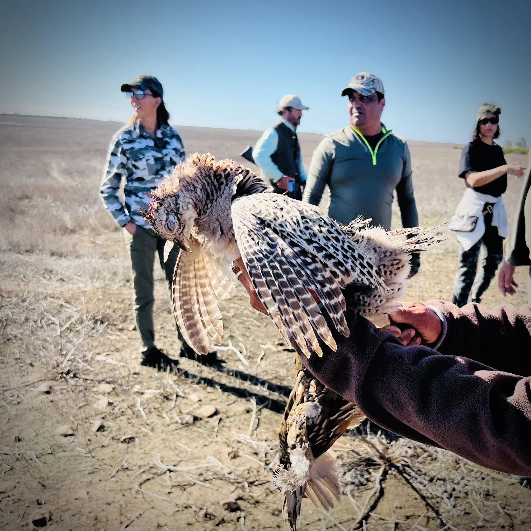 Chasse à la perdrix au Maroc