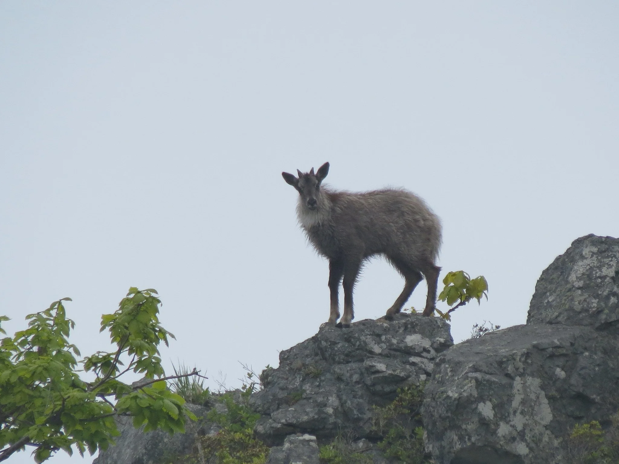 Rooibok (Rooibokram)