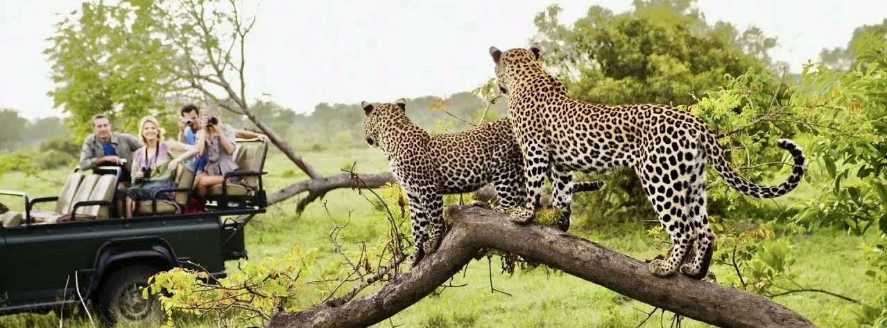 Hunting and Safari Videos from Africa banner
