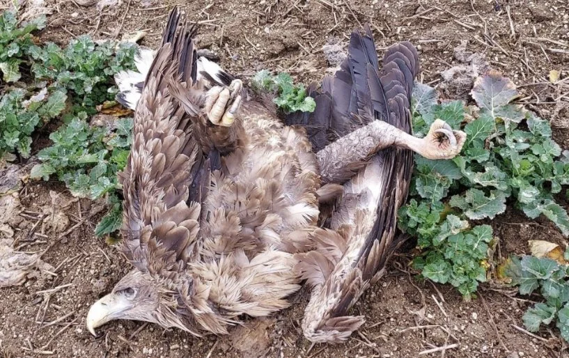 Na myslivce, který otrávil dva orly u Sedlčan, dostal dva roky podmíněně a pokutu 250 000 korun.