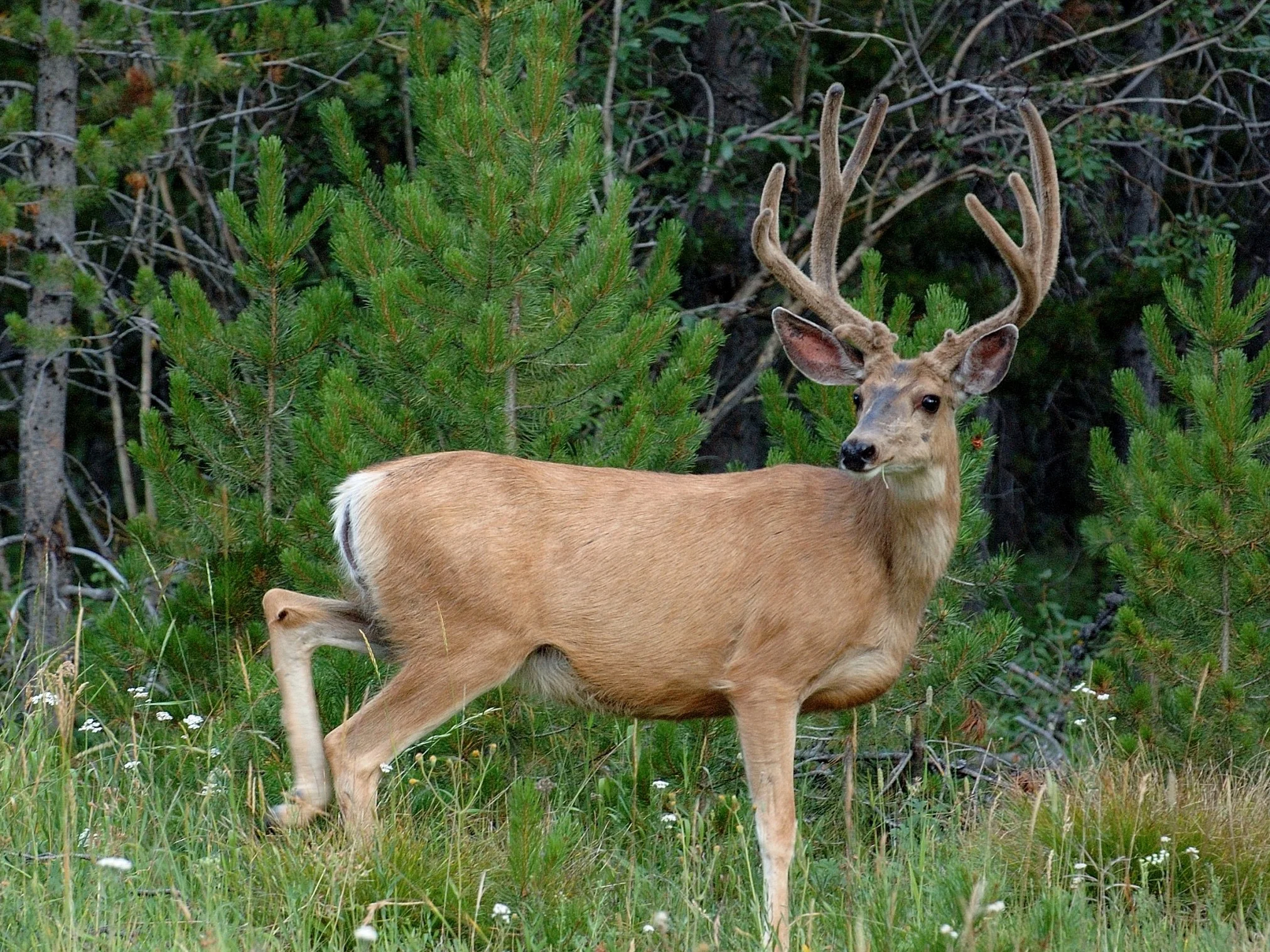 Swartstertree (Muledeer)