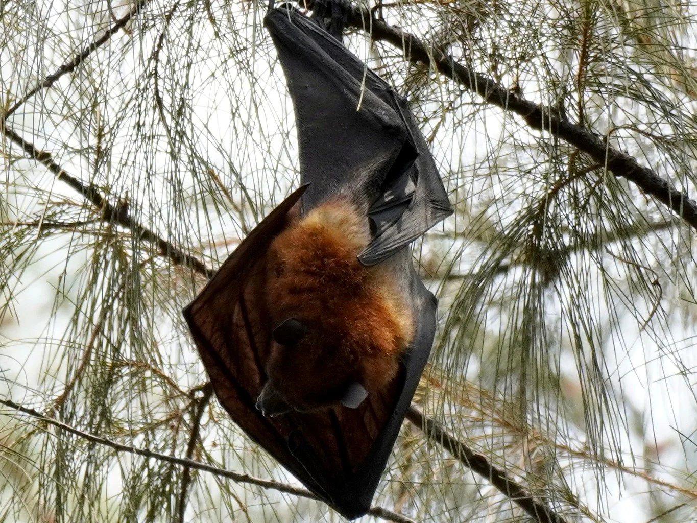 Vlermuis (Pteropus hypomelanus)