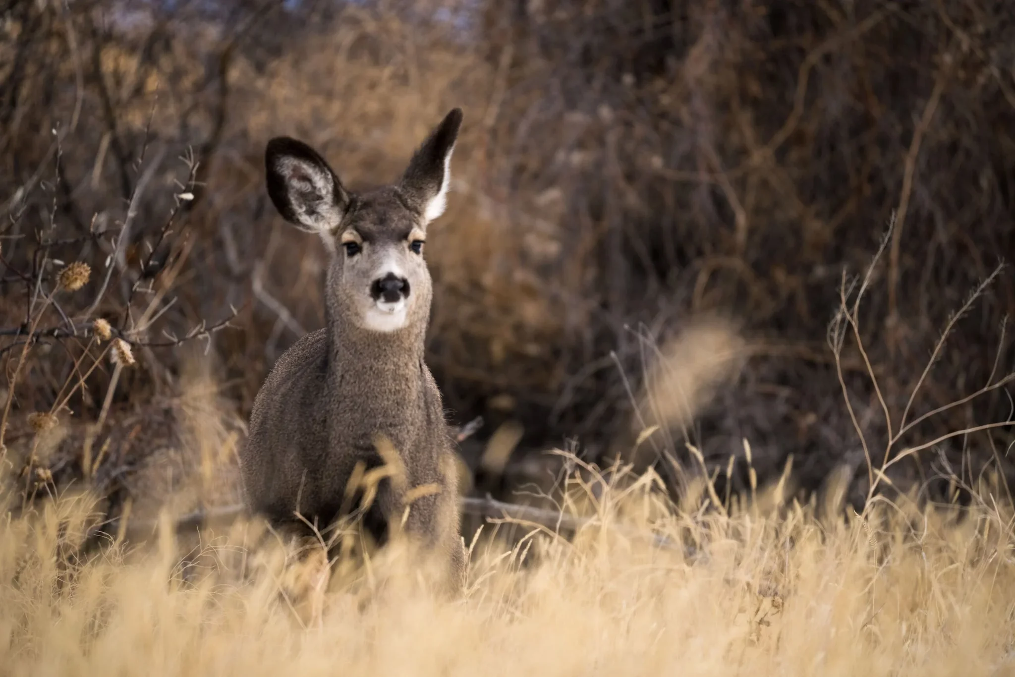 Swartstertreebok (Muloehert)