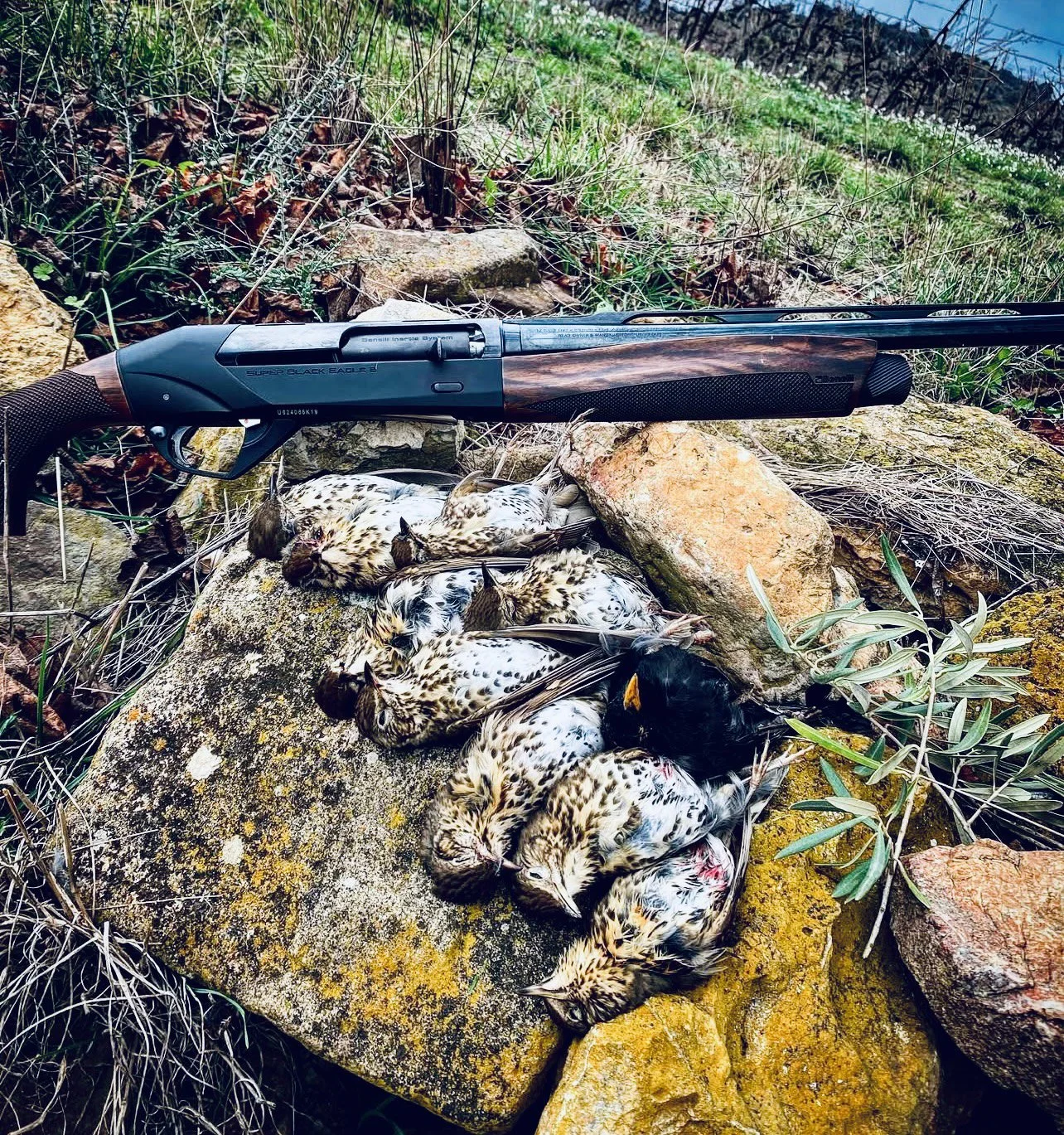Benelli Super Black Eagle 3 BEST Shotgun Review: Specs, Price, Hunting Use, Accessories & Real-World Performance.