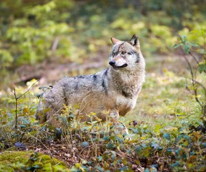 Wolfsjagd in Brandenburg: Land ringt um Managementplan – Jäger fordern klare Abschussregeln