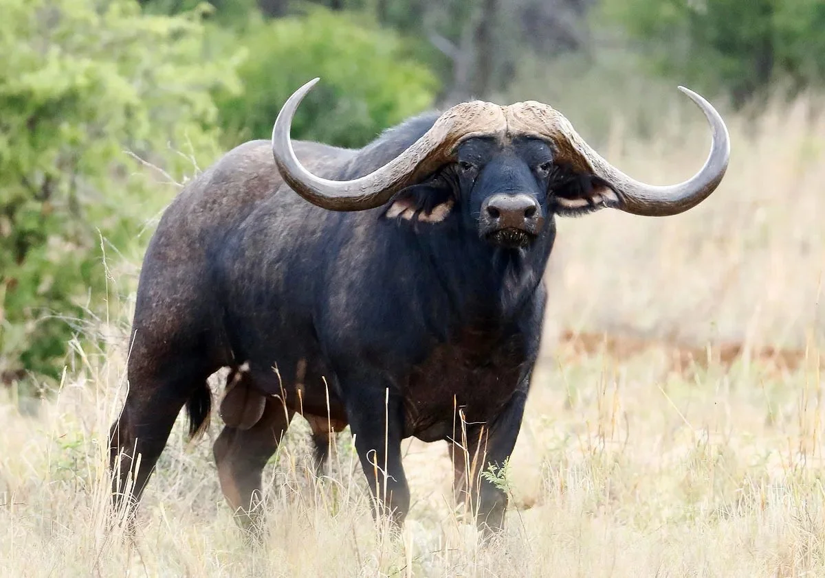 Buffel (Wilde buffel)